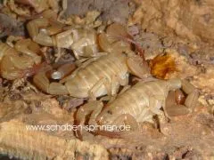 Tityus spec. - Instar 3 - 4