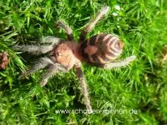 Davus pentaloris - KL ca. 2 -3cm