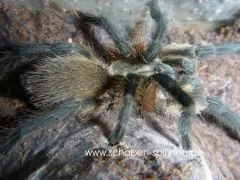 Monocentropus balfouri - ca.2 - 3 cm