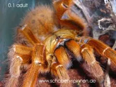 Pterinochilus murinus RCF - KL ca. 2 cm