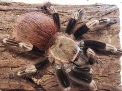 Vitalius chromatus - subadult/adult