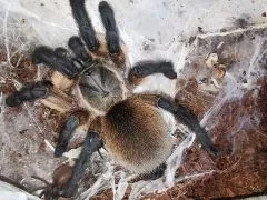 Monocentropus balfouri - subadult/adult