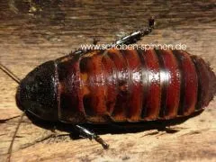 Gromphadorrhina spec. - 10 Stück mixed