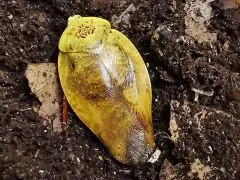 Gyna lurida " Yellow" - 10 Stück mixed,