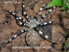 Viridasius spec. "sylvestrisform" - 3. - 5.FH