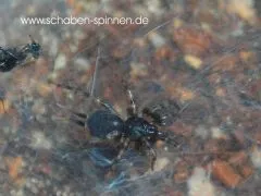 Ischnothele caudata - 2.- 3. FH