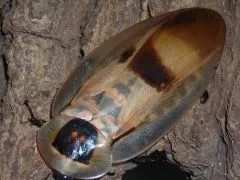 Blaberus giganteus - 8 Stück mixed