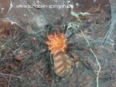 Linothele fallax - KL ca. 1 cm,