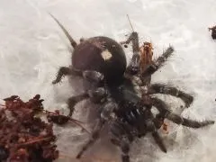 Ischnothele caudata - 0.1 subadult/adult