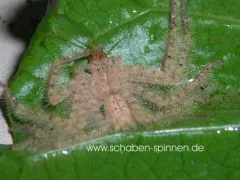 Heteropoda davidbowie - 2.- 3. FH