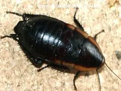 Eurycotis opaca spec. 1 - 10 Stück all size