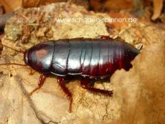 Polyzosteriinae spec. Venezuela - 10 Stück mix,