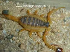 Leiurus haenggi - ca. 3-4 cm,