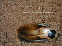 Blaberus parabolicus - 15 Stück mixed