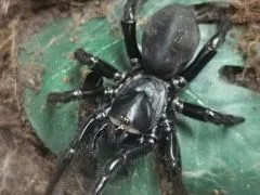 Atemetochilus songsangschotei - WF ca. 4 cm,