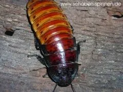 Gromphadorrhina portentosa - 100 Stück subadult/adult