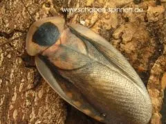 Blaberus spec. " Pantanal " - 10 Stück mixed