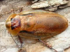 Blaberus spec. " Venezuela " - 10 Stück mixed