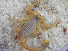 Leiurus quinquestriatus - KL ca. 2 cm,