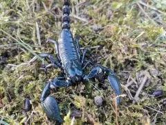 Heterometrus cyaneus - ca. 2-3 cm,