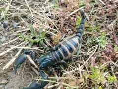 Heterometrus silenus - KL ca. 2-3 cm,