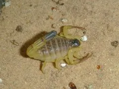 Hottentotta salei - Instar 2