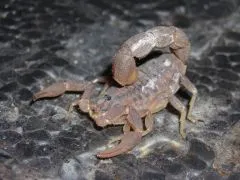 Hottentotta trilineatus - Instar 3-4