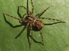 Kiekie spec. Costa Rica - 2.- 3. FH