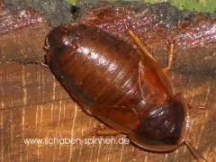 Blaptica dubia " GOLD " - 20 Stück mixed