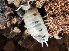 Porcellio laevis „Panda“ - 20 Stück