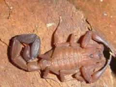 Tityus magnimanus - Instar 2-3