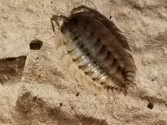 Porcellio Spatulatus "Coros" 10 Stück mix,