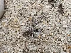 Sicarius gracilis 3.- 4. FH