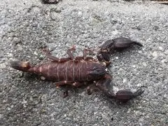 Chaerlius celebensis - Instar 2,