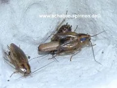 Blattella germanica - ca. 100 Stück all size