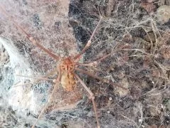 Loxosceles simillima 1.0