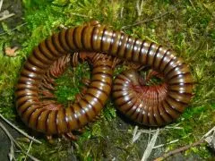 Telodeinopus aoutii - medium size,