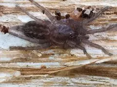 Heterothele villosella - 2. FH,