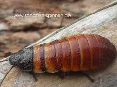 Elliptorhina davidi - 50 Stück mixed,