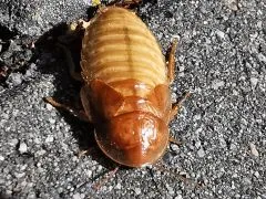 Blaptica dubia "IVORY"