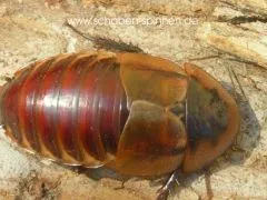 Byrsotria cabrerai - 10 Stück mixed