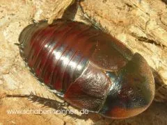 Byrsotria spec. " dark " - 10 Stück mixed