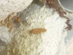 Compsodes schwarzi - 25 Stück all size