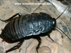 Deropeltis spec. "Masai Mara " - 10 Stück mixed