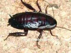 Drymaplaneta semivitatta - 10 Stück mixed