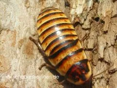 Elliptorhina javanica - 15 Stück mixed