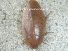 Epilamprinae sp. "Kota Kinabalu", - 10 Stück mixed