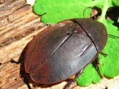 Ergaula pilosa - 10 Stück mixed