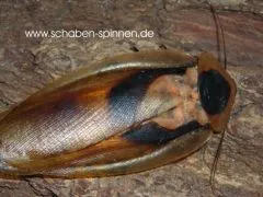 Blaberus craniifer - 15 Stück