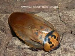 Eublaberus distanti - 10 Stück mixed